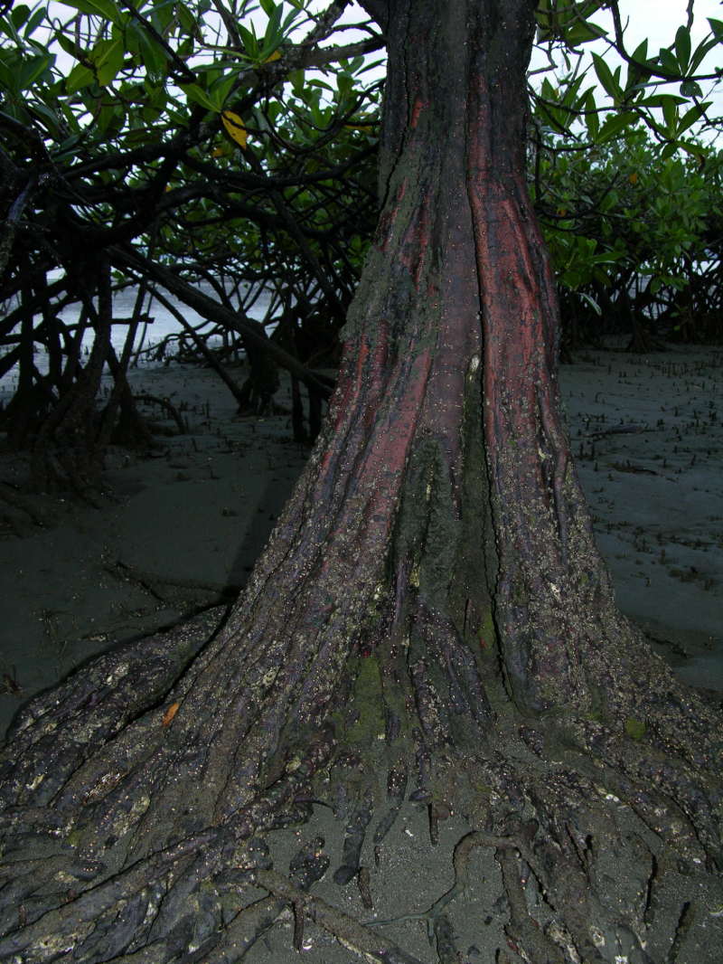 Pelliciera rhizophorae roots
